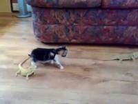 Gatinho se assusta e entra em pânico