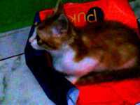 O animal mais temido da terra