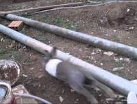 VIDEOS ENGRAÇADOS DE ANIMAIS, AI SE EU TE PEGO