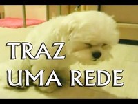 "Cachorro Engraçado" Não Consegue Se Segurar De Pé e Cai de Sono,2013,"Videos engraçados"