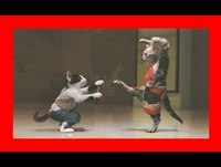 Funny Cats Video Funny Animals Funny Fails 2014 Funny Videos 2014 Funny Cat Videos Ever