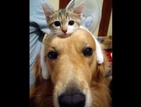 Os 15 Animais mais engraçados da internet  2013