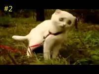 Os 3 Animais Mais Engraçados Do Momento