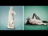 Os animais mais engraçados da web " videos gatos , cachorros ' galinha pintadinha'