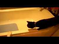 Video Engraçado de Animais