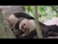 Videos Engraçados - Dublagem perfeitas de animais [ ENGRAÇADO ]