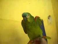 Whatsapp Videos Engraçados Papagaio Cantando Piri Piria Alguem Ligou Pra Mim Videos Engraçados 2014