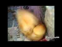 Animais engraçados que roncam!