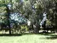 ARGENTINA. Herman haciendo volar a Pampa 1