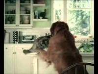 Deu a Louca nos Animais