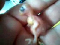 Filhote de Cruz credo