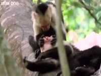 Muito engraçado. animais engraçados