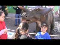 VÍDEO ENGRAÇADO DE ANIMAIS