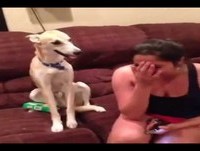 Animais de Estimação Super Engraçados