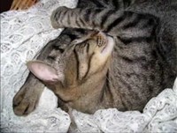 Gatos dormindo - Como os gatos dormem? Vamos ver?