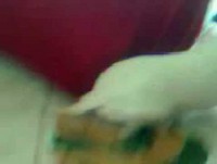 Susto Animal/Wesley Argollo