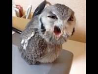 The funny owl shouts. [Funny Videos, Funny Vines, Funny Fails, Funny Pranks, Funny Animals]