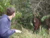 Zuchi Filmes - Animais selvagens que matam pessoas.
