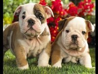 ANIMAIS ENGRAÇADOS - ABRIL (FUNNY ANIMALS)