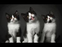 Funny Videos 2014 - Funny Cats Video - Funny Cat Videos Ever - Funny Animals Funny Fails 2014