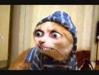 os animais mais divertidos e engraçados