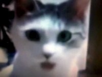 programa 3- Os animais mais engraçados