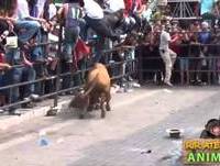 RIR ATÉ CAIR   ANIMAIS CASSETADAS MAIS ENGRAÇADAS DA INTERNET