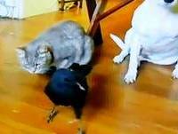 Videos engraçado de animais Gato com Passaro