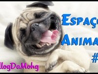 Espaço Animal #01 Engraçados e fofos!