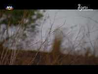 GATO FEDORENTO ZE CARLOS Eco Aldrabão