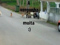 Ménage a trois canino - Rir