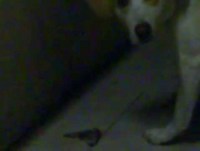 Cadelinha Engraçada