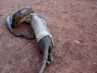 Cobra Sucuri Vomitando para Escapar