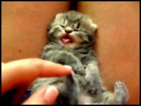 Os gatos mais engraçados (Funny Cats)