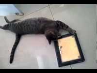 Videos engraçados de animais