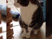 Vídeos engraçados com animais