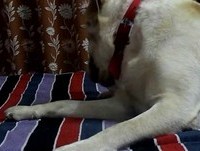 Bruno playing with his bottle..:)