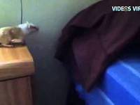 Rato achou que sabia fazer parkour - Vídeo Viral HD