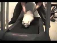 Videos Engraçados De Gatos Na Esteira