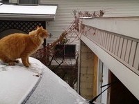 Waffles The Terrible - Cat Fails Jump From Snow-Covered Car (HD)