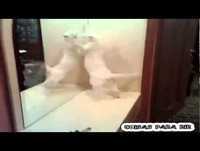 Youtube Vídeo Animais Engraçados Youtube 2014 P1