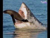 Fotos engraçadas tiradas no momento certo (ou não)