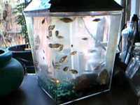 Fry that I maid in a test tube