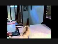 Video Engraçado - Cachorrinho Valente