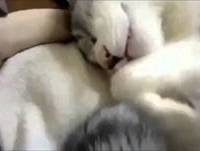 vídeos engraçados de animais 2014