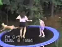 Animais Engraçados e Loucos