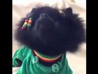 Os animais mais engraçados do mundo