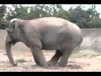 os 15 animais mais engraçados