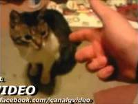 Videos Engraçados   ANIMAIS ENGRAÇADOS FINGINDO DE MORTO   Gato, Hamster, Cachorro 1)