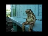 Animais engraçados comportam como seres humanos